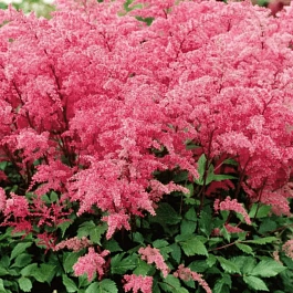 Астильба простолистная Aphrodite