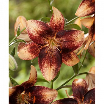 Лилия азиатская Танго Чоклат Ивент