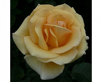 Роза Глориос Штамб