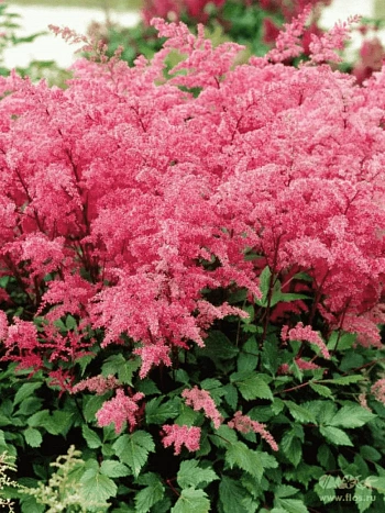 Астильба простолистная Aphrodite