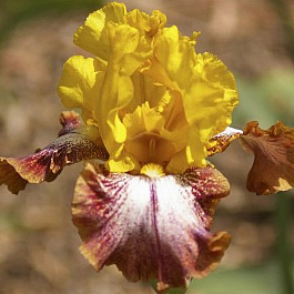 Ирис бородатый Карамба