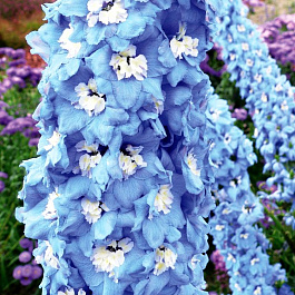 Дельфиниум высокий Мэджик Фонтэйнс Мид Блю Вайт Би