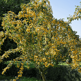 Яблоня декоративная Golden Hornet