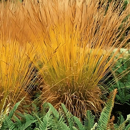 Молиния голубая Strahlenquelle