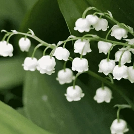 Ландыш майский Doreen