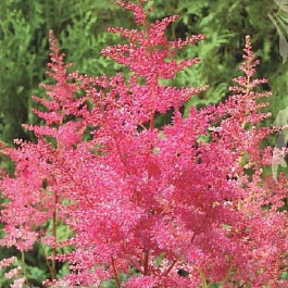 Астильба Арендса Федерзи Астильба Арендса Федерзи