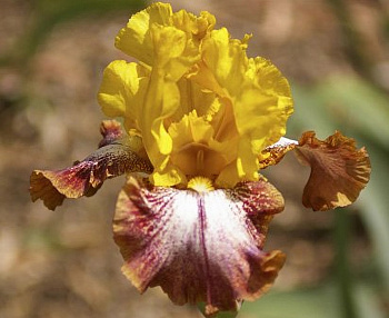 Ирис бородатый Карамба