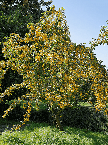 Яблоня декоративная Golden Hornet