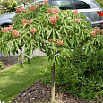 Каштан конский pavia var. discolor