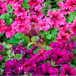 Петуния бахромчатая Эспрессо Фраппе Микс