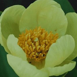 Пион Млокосевича