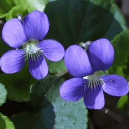 Виола сестринская Blue Diamond