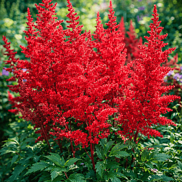 Астильба Арендса Burgundy Red