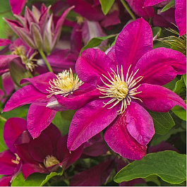 Клематис крупноцветковый Эрнест Макхем