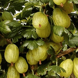 Крыжовник обыкновенный Invicta на штамбе