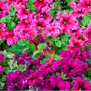 Петуния бахромчатая Эспрессо Фраппе Микс