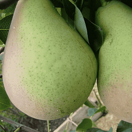 Груша Январская