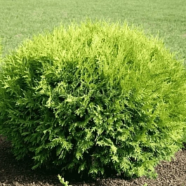 Туя западная Globosa Aurea