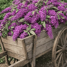 Буддлея давида Butterfly Tower