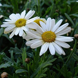 Нивяник наибольший Сноукэп