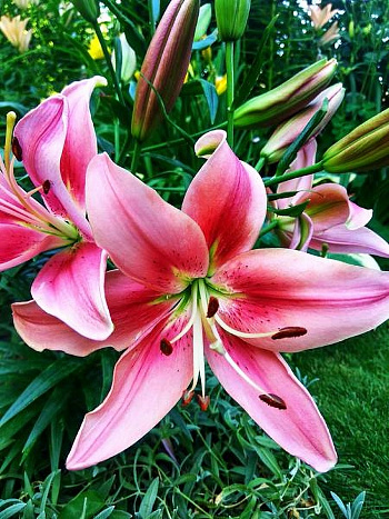 Лилия ОА-гибрид Чайлд ин Тайм