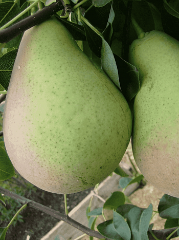 Груша Январская