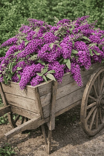 Буддлея давида Butterfly Tower