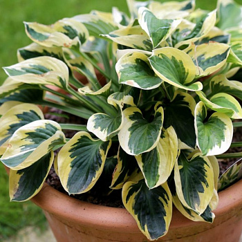 Хоста гибридная Брим Кап НАБОР 2ШТ (1+1)