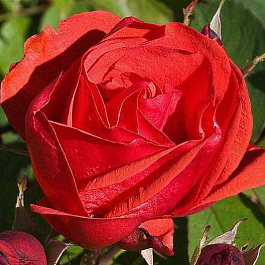 Роза канадская парковая Модэн Файрглоу