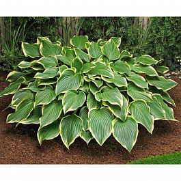 Хоста гибридная Примадонна НАБОР 2ШТ (1+1)