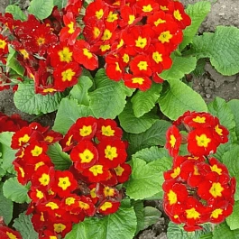 Примула бесстебельная Crescendo Bright Red