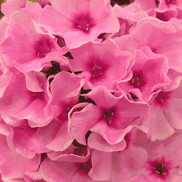 Флокс метельчатый Гусарская баллада