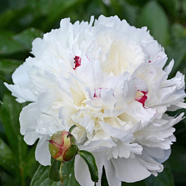 Пион травянистый Фестива Максима