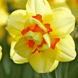 Нарцисс Tahiti