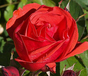 Роза канадская парковая Модэн Файрглоу