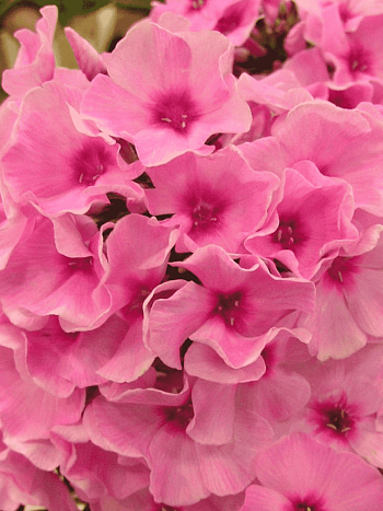 Флокс метельчатый Гусарская баллада