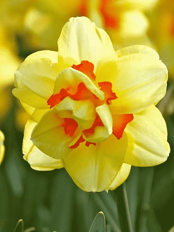 Нарцисс Tahiti