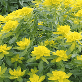 Молочай многоцветковый Senior