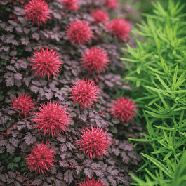 Ацена Буханана