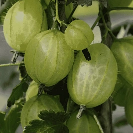 Крыжовник обыкновенный Invicta