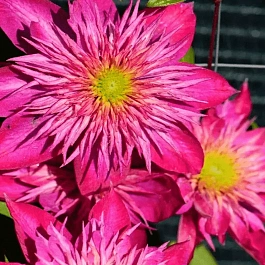 Клематис гибридный Kaiser