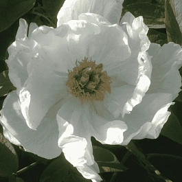 Пион Древовидный White
