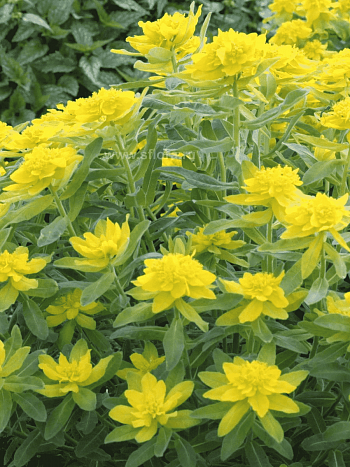 Молочай многоцветковый Senior