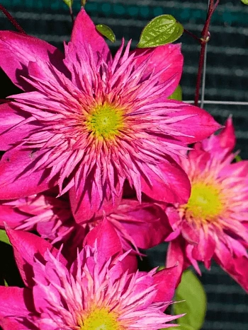 Клематис гибридный Kaiser