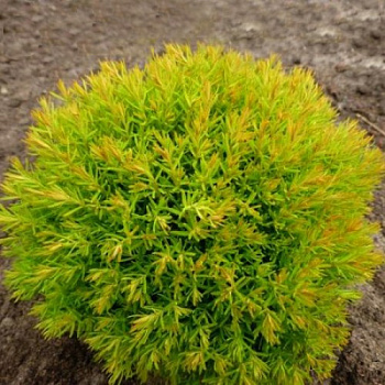 Туя западная Анниек