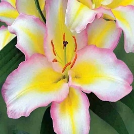 Лилия восточная Captain Tricolore