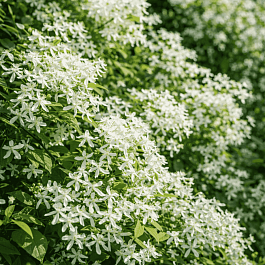 Клематис виноградолистный