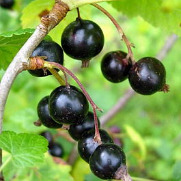 Смородина черная Грация Смородина черная Грация