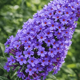 Буддлея давида Nanho Blue