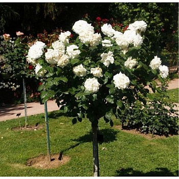 Роза Кайлани Штамб